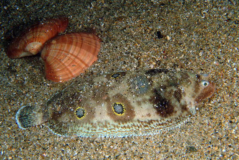 Microchirus ocellatus